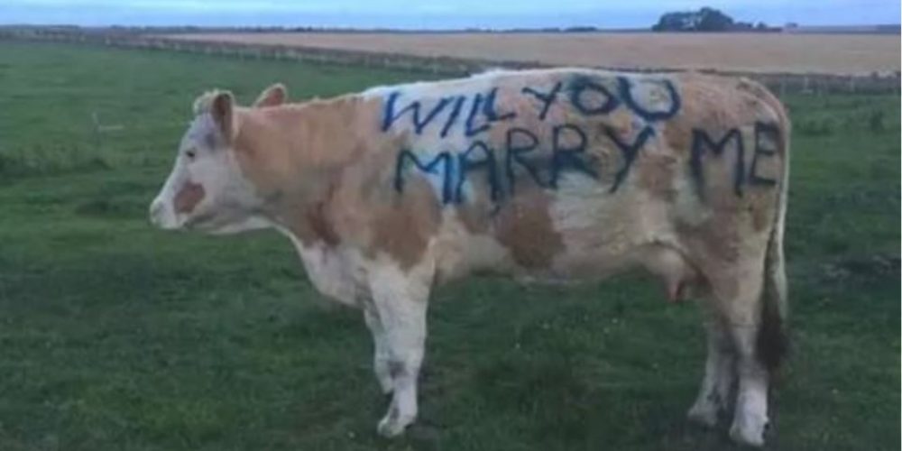 Της έκανε πρόταση γάμου με μία… αγελάδα