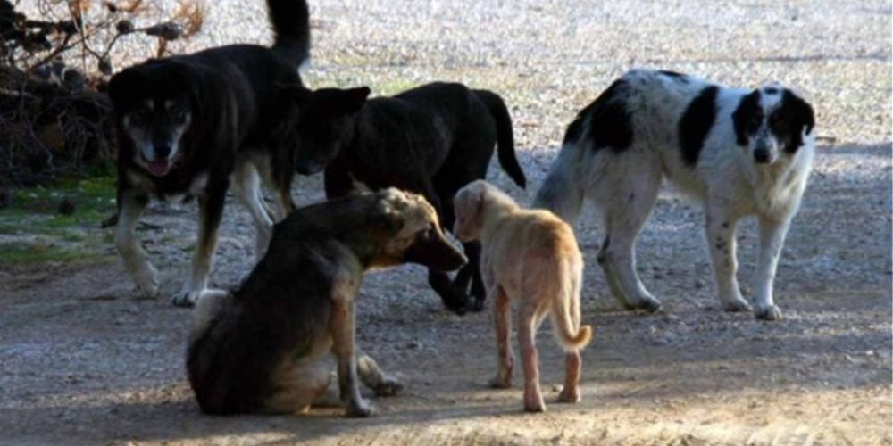 Θεσσαλονίκη: Πέθανε 65χρονος που δέχθηκε επίθεση από αγέλη αδέσποτων σκύλων