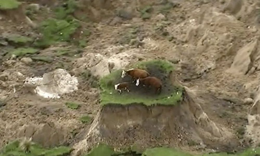 Βίντεο: Δείτε τι έπαθαν τρεις αγελάδες από τον σεισμό στη Νέα Ζηλανδία