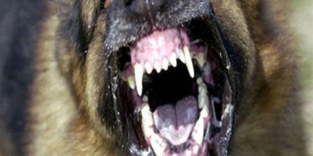 Χανιά: Απανωτές επιθέσεις από αδέσποτα ζώα Χανιά – Τώρα επίθεση και από δεσποζόμενο!