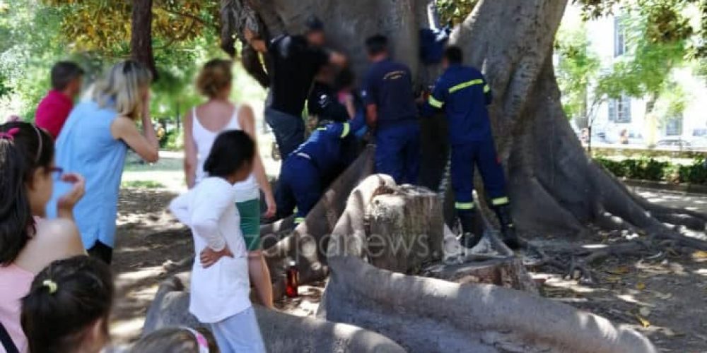 Παγιδεύτηκε παιδάκι σε δέντρο στον Δημοτικό Κήπο Χανίων – Δείτε τι έκανε η Πυροσβεστική