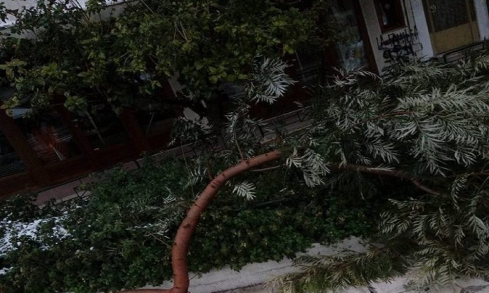 Χανιά: Έσπασαν δέντρα και έπεσαν κλαδιά στην Αποκορώνου (Photos)