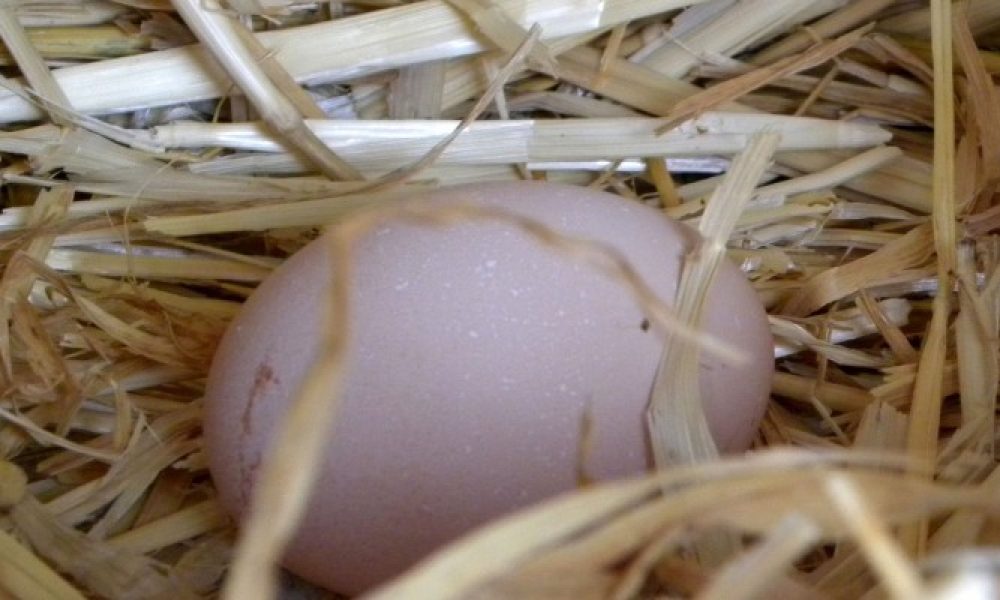 Το έχετε ξαναδεί αυτό; Αβγό γέννησε αβγό στα Χανιά (βίντεο)