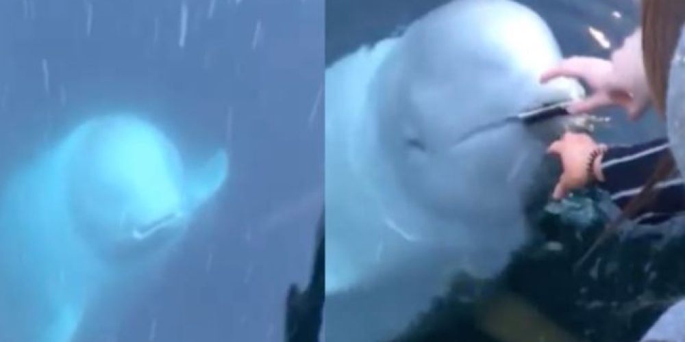 «Ευγενική» φάλαινα επιστρέφει κινητό που έπεσε στη θάλασσα στην ιδιοκτήτριά του και γίνεται viral!
