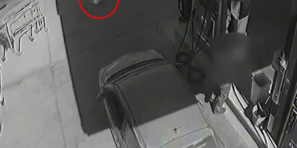 Απίστευτη βαρβαρότητα από οδηγό στα Χανιά: Πάτησε σκυλάκι σε βενζινάδικο και το άφησε να πεθάνει ( Video)