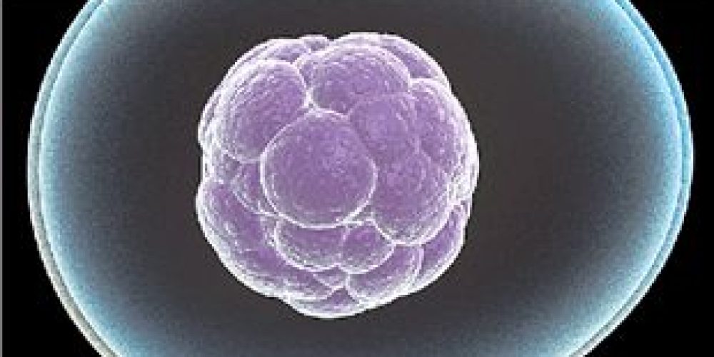 Πιο επιτυχημένες μεταμοσχεύσεις βλαστικών κυττάρων