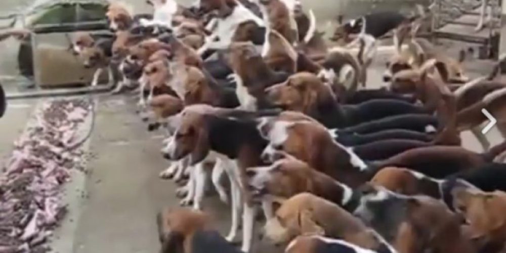 Ο άνθρωπος που τα έβαλε με 100 σκυλιά και… νίκησε (video)