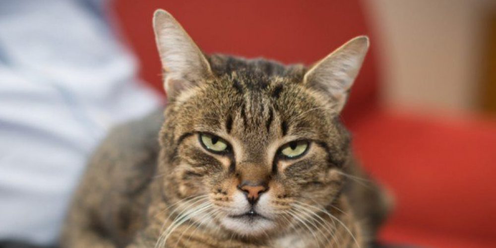 Τουρίστας πέθανε από λύσσα όταν τον δάγκωσε γάτα
