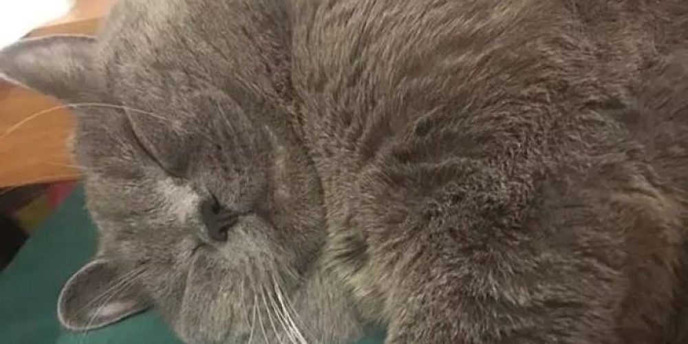 Μερακλής γάτος ζευγάρωσε 5 φορές σε ένα βράδυ με αποτέλεσμα να χρειαστεί φαρμακευτική βοήθεια
