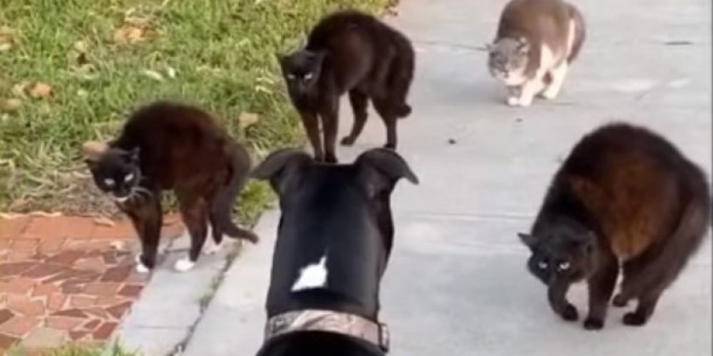 Γάτες την έπεσε σε σκύλο επειδή πέρασε από μπροστά τους (video)