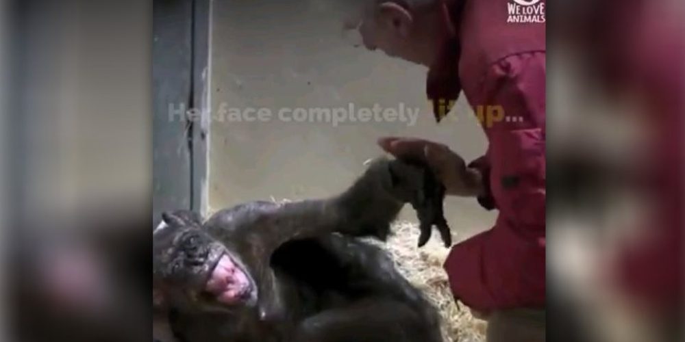Συγκινητικό: Ετοιμοθάνατος χιμπαντζής «ζωντανεύει» όταν συναντά φίλο του μετά από χρόνια (video)