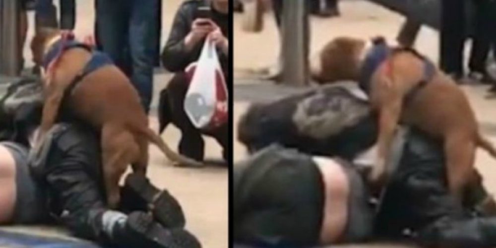 Σκύλος με… κάψες διακόπτει καβγά δύο ανδρών με τον πιο απίθανο τρόπο (video)