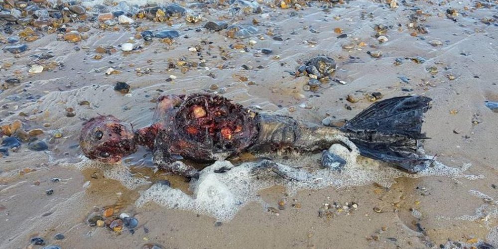 Σάλος στα social media με τη «νεκρή γοργόνα» που ξεβράστηκε σε παραλία (video)