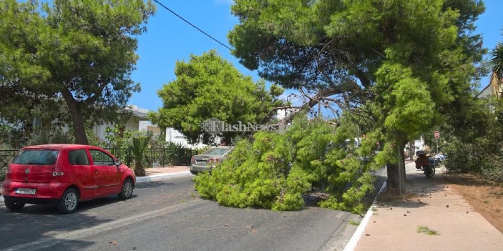 Χανιά: Δέντρο έκοψε στα δύο την Ακρωτηρίου – Από θαύμα δεν τραυματίστηκε κανείς