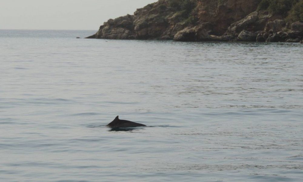 Βόλτα στο Λουτρό Σφακίων για ένα δελφίνι