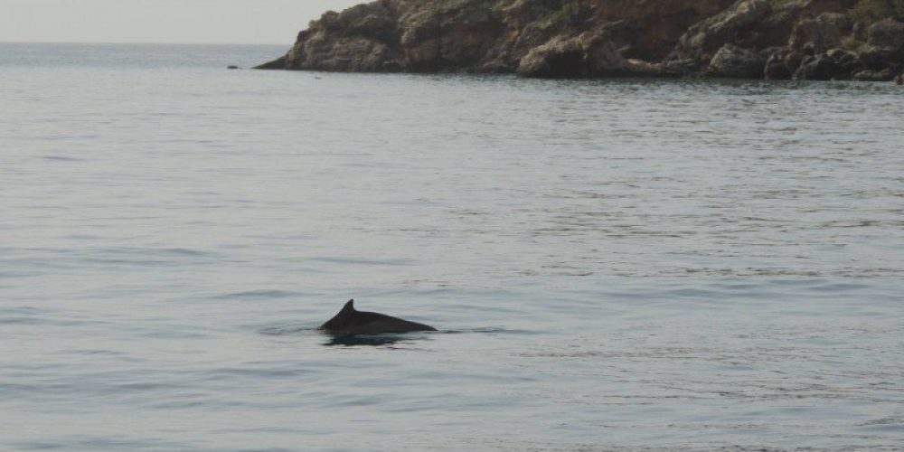 Βόλτα στο Λουτρό Σφακίων για ένα δελφίνι