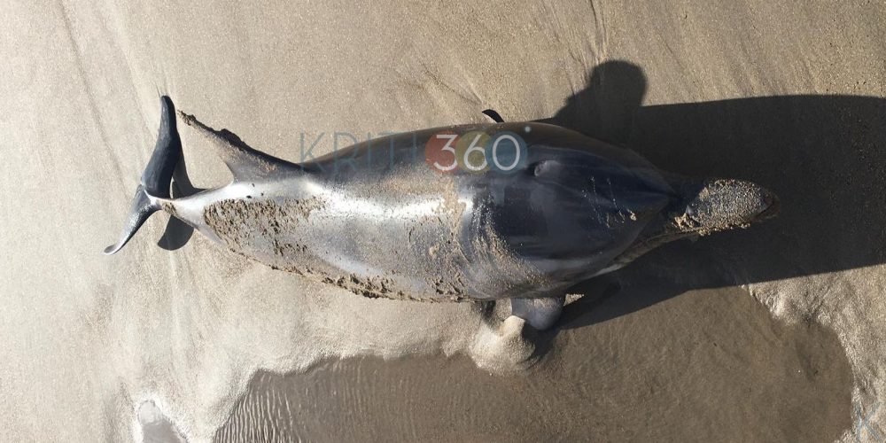 Χανιά: Νεκρό δελφίνι “ξέβρασε” η θάλασσα στην Παλαιόχωρα (φωτο)