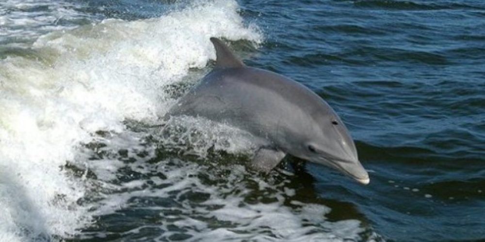 Χανιά: Έσωσαν δελφίνι από βέβαιο θάνατο!