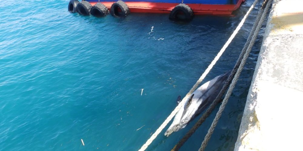 Χανιά: Νεκρό δελφίνι στο λιμάνι της Σούδας Photos