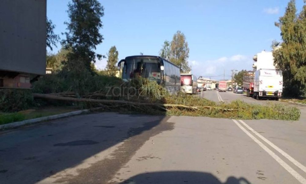 Χανιά: Πτώση δέντρου στη μέση του δρόμου της Χρυσοπηγής (Photos)