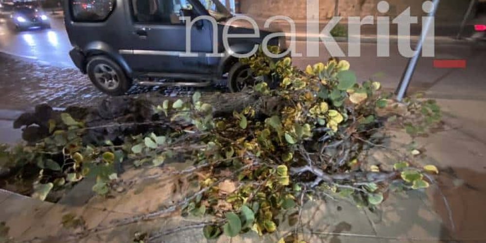 Ηράκλειο: Έπεσε δέντρο στη Χανιόπορτα – Παρ’ ολίγον νέα τραγωδία με διανομέα (φωτο)