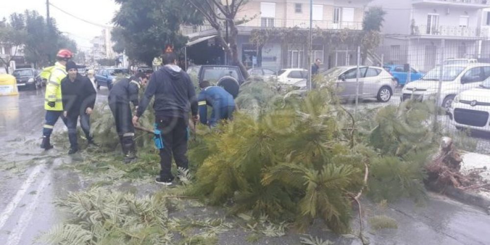 Από την κακοκαιρία έπεσε δέντρο στη Γογονή – Μικρές ζημιές σε αυτοκίνητο (Photos-video)