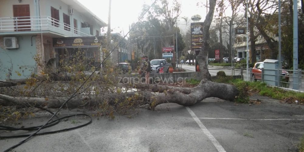 Χανιά: Δέντρο ξεριζώθηκε και έπεσε πάνω σε καλώδια στη Λεωφόρο Σούδας (φωτο)