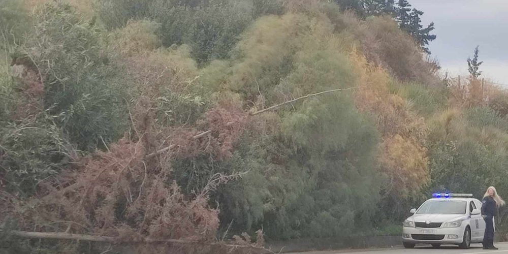 Χανιά: Προσοχή στην εθνική οδό έχουν πέσει δέντρα στο οδόστρωμα (φωτο)