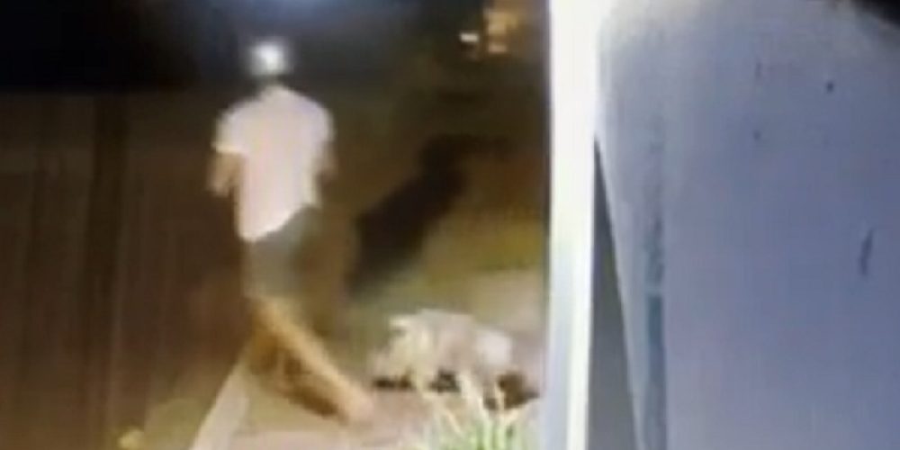 Χανιά:Εγκατέλειψε το σκύλο έξω από κτηνιατρείο και έφυγε σαν κύριος (βιντεο)
