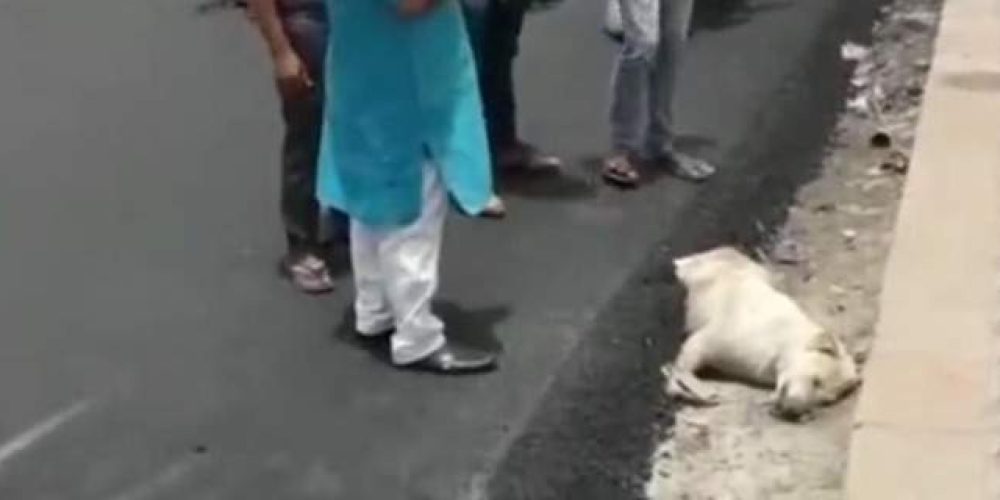 Φρίκη: Ασφαλτόστρωσαν σκύλο που κοιμόταν στην άκρη του δρόμου
