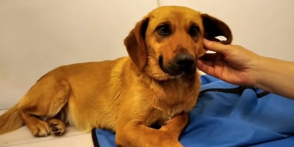 Καταγγελία στην Αχαΐα: 85χρονος ασέλγησε σε σκυλίτσα (video)