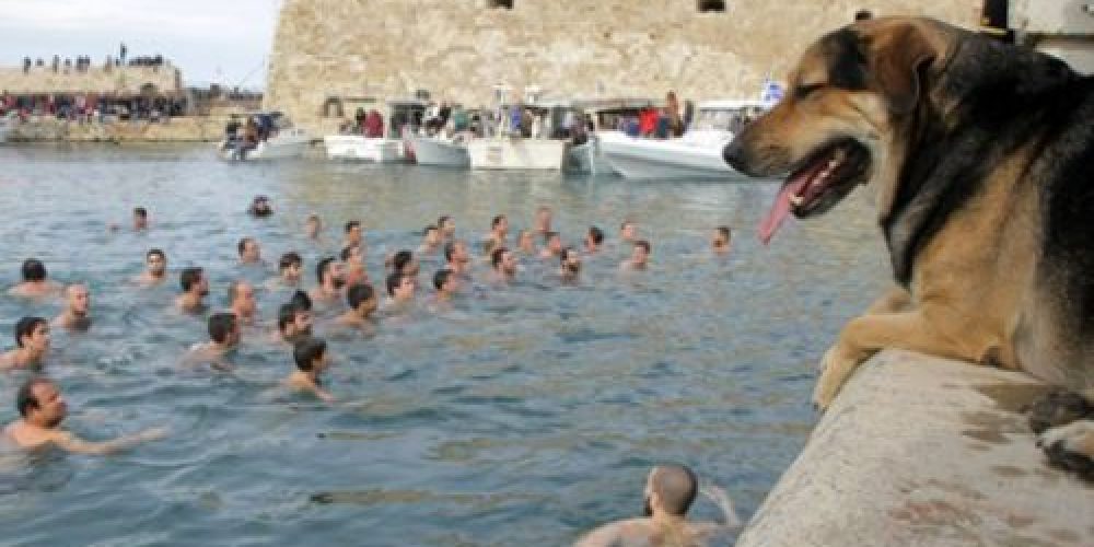 Κρήτη: Αυτός είναι ο σκύλος που έπεσε να πιάσει το σταυρό (photos)