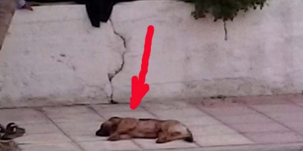 Χανιά: Σκότωσε το σκυλί του επειδή του έφαγε ένα…κουνέλι