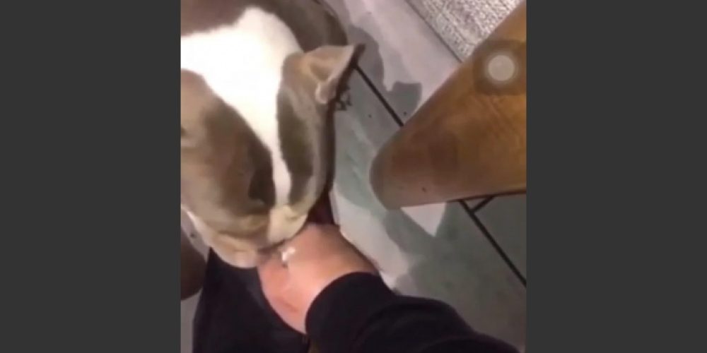 Έδωσε στον σκύλο του… «λευκή σκόνη» και ανέβασε βίντεο στα social media (φωτο)