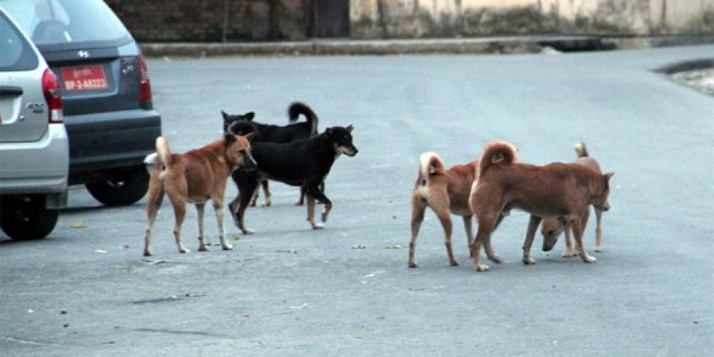Επίθεση αγέλης σκύλων: Δυο σοβαρά τραυματίες