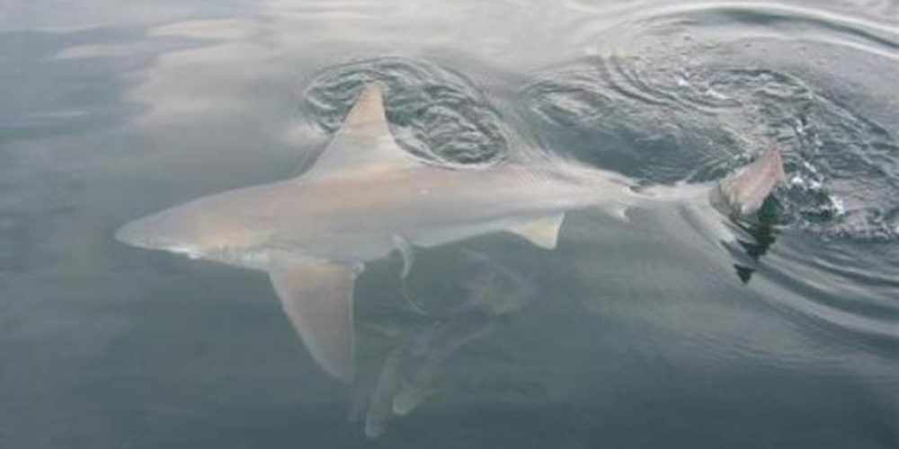 Καρχαρίας… στο παλιό λιμάνι των Χανίων – Έφτασε σε απόσταση… αναπνοής από ψαρά!