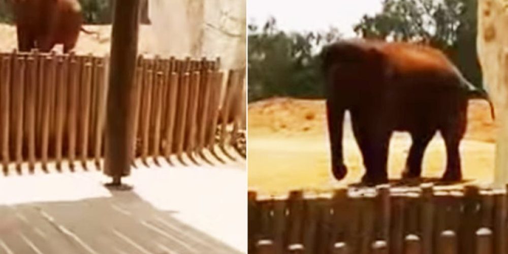 Βίντεο: Τραγικός θάνατος εφτάχρονης σε ζωολογικό κήπο – Της έσπασε το κεφάλι ελέφαντας με πέτρα