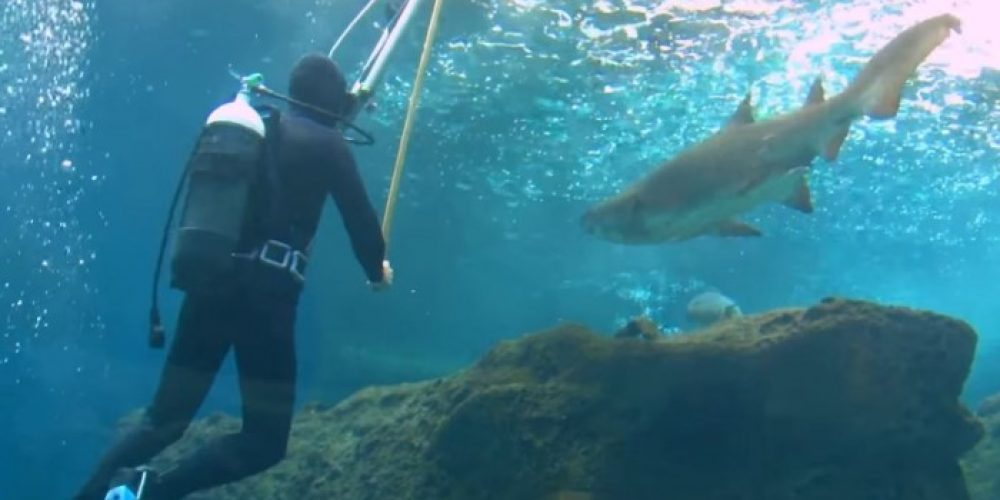 Το μεροκάματο του τρόμου! Κολυμπώντας ανάμεσα σε καρχαρίες στο ενυδρείο Κρήτης (βίντεο)
