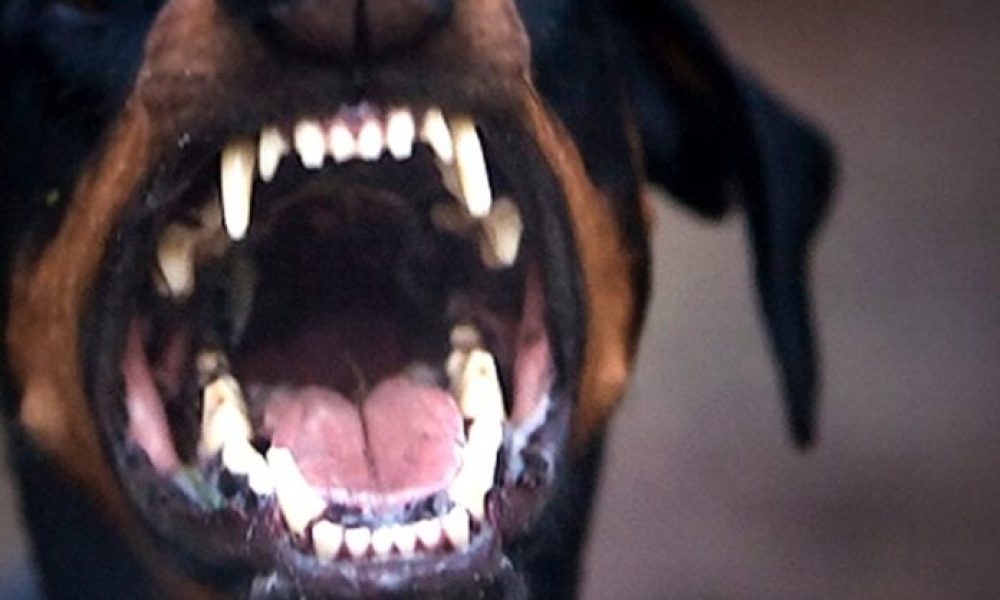 Χανιά: Επίθεση αδέσποτου σκύλου σε 11χρονη στα Τσικαλαριά
