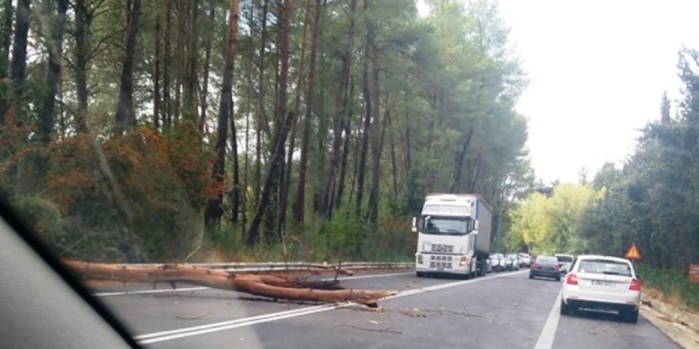Έπεσε δέντρο στην Εθνική οδό Χανίων-Ρεθύμνου (φωτο)