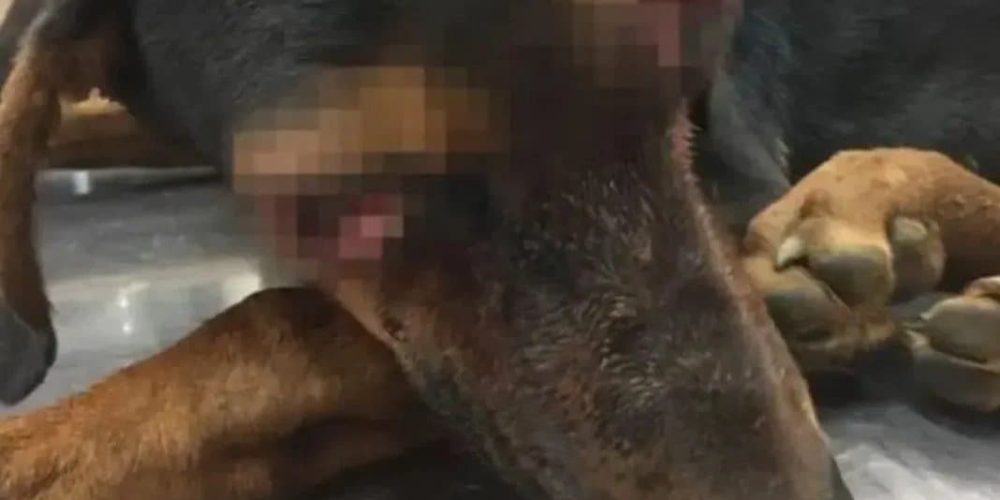 Κρήτη: Ανθρωπόμορφο κτήνος τύφλωσε κυνηγόσκυλο και το παράτησε αβοήθητο