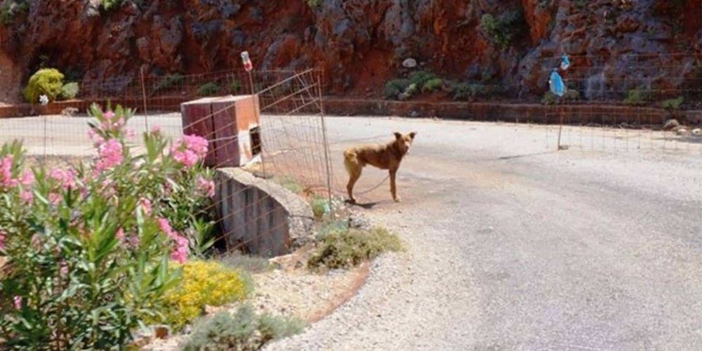 Χανιά: Σκυλί δεμένο σε βαρέλι βρέθηκε ημιλιπόθυμο – Αναζητείται από τις αρχές ο ιδιοκτήτης του (φωτο)