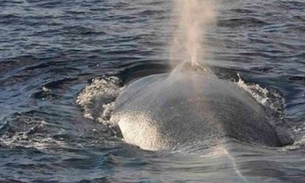 Φάλαινα στα ανοικτά της Κρήτης (Video)
