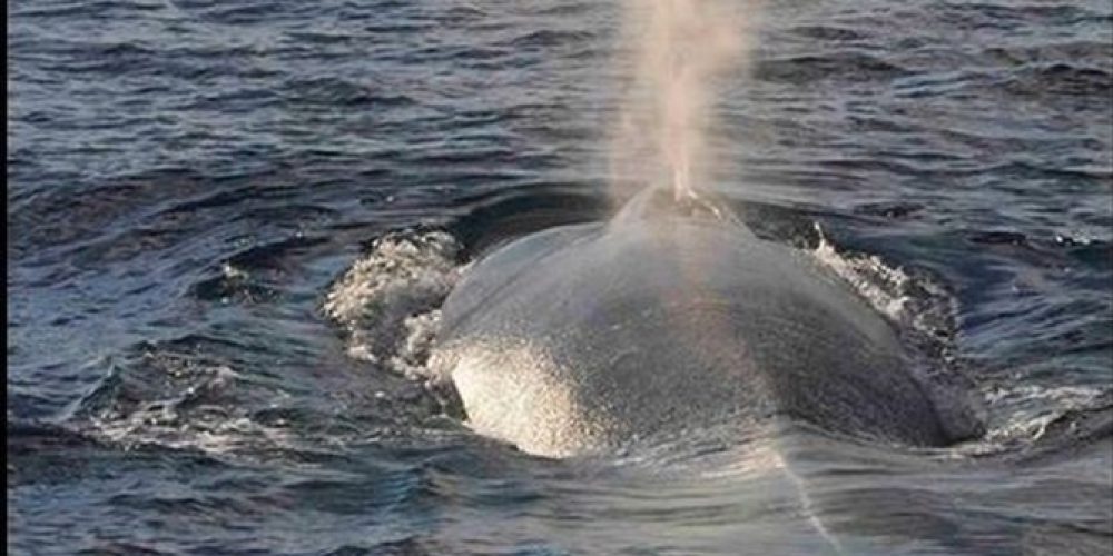 Φάλαινα στα ανοικτά της Κρήτης  (Video)