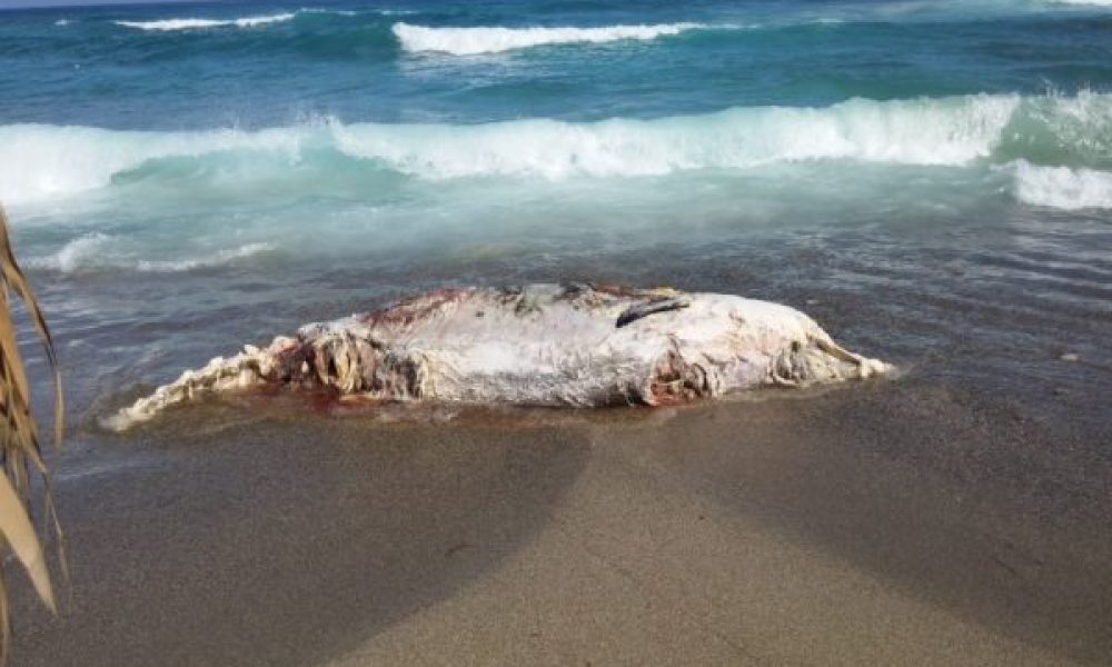 Φάλαινα τεσσάρων τόνων σε παραλία της Κρήτης (video)