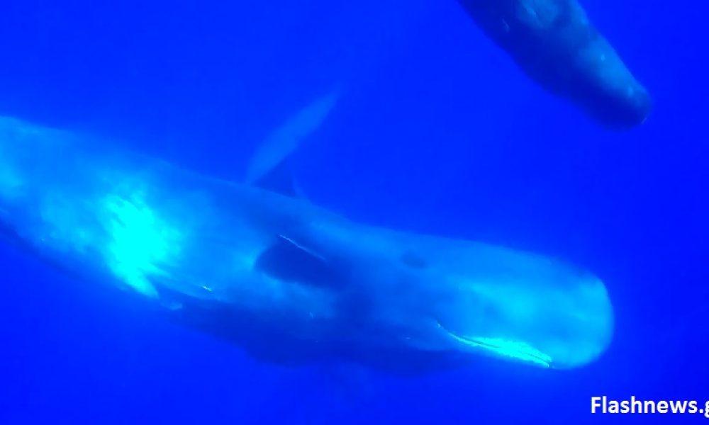 Φάλαινες Νότια του Ν. Χανίων στα Σφακιά – Ένα μοναδικό βίντεο!