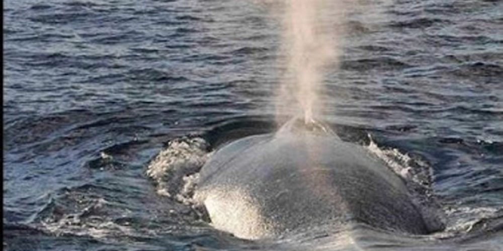 Μεγάλη φάλαινα εντοπίστηκε στην Κρήτη (video)
