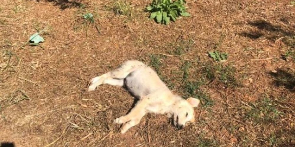 Θύμισε νεκροταφείο σκύλων δημοφιλής παραλία των Χανίων (Photos)