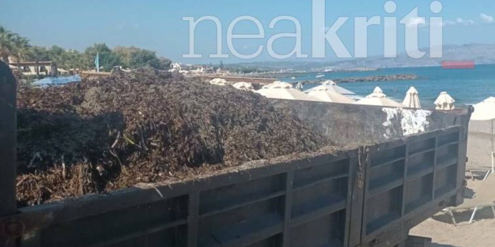 Χανιά: Γέμισαν με φύκια οι παραλίες – Που εντοπίζεται το μεγαλύτερο πρόβλημα (φωτο)