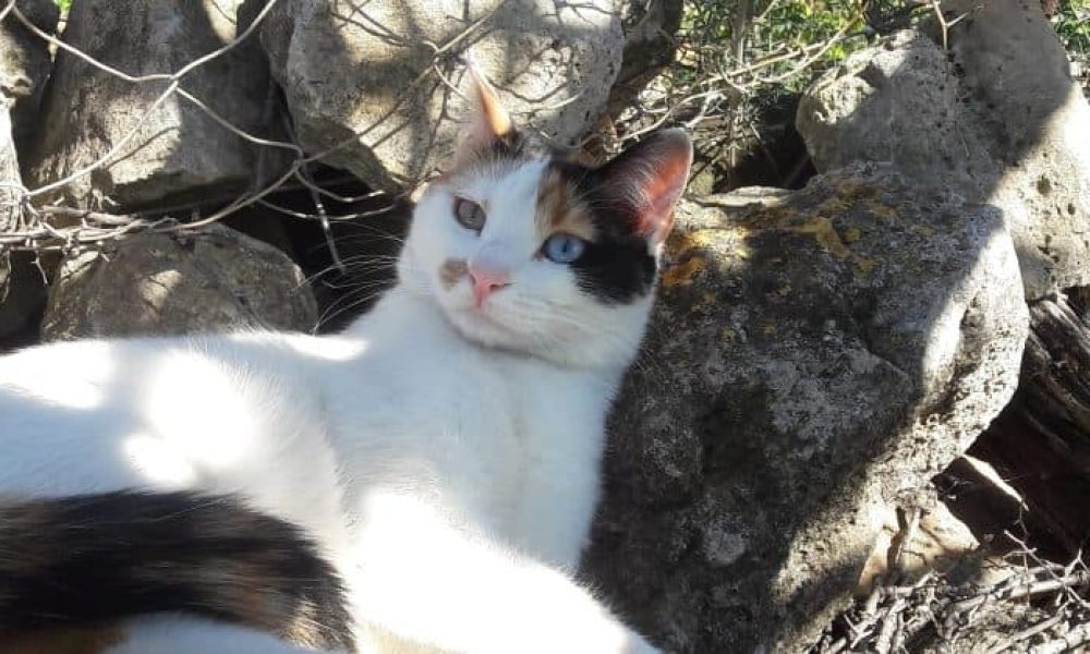 Χανιά: Πυροβολούν τις γάτες - Καταγγελία του Φιλοζωικού συλλόγου Χανίων (φωτο)
